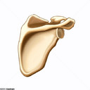 Escpula - Vista posterior