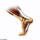 Fscia plantar