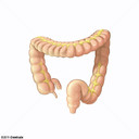 Intestino grosso