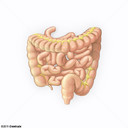 Intestinos
