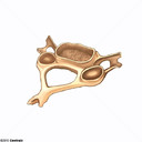 Vrtebra cervical